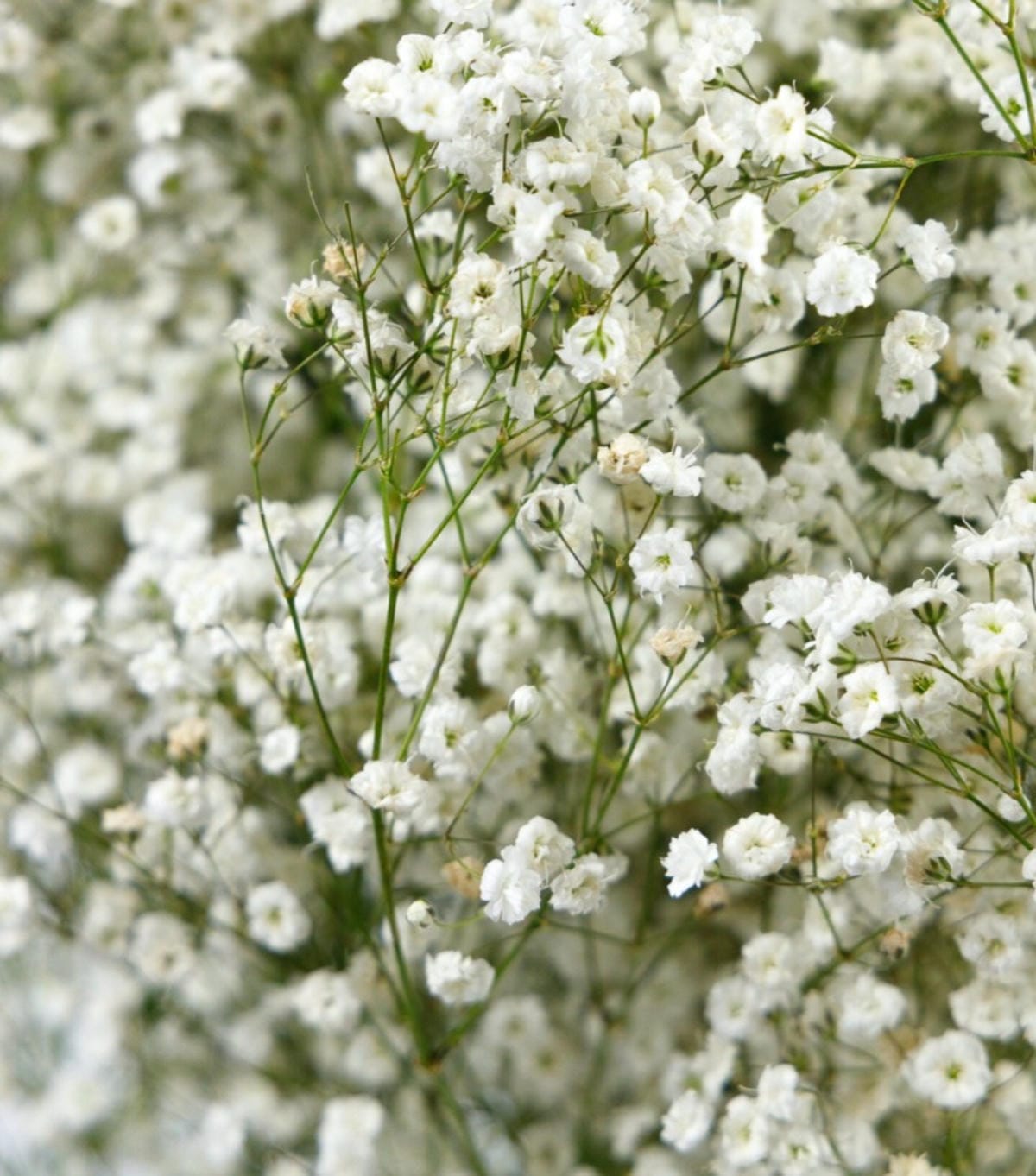 product gipsofilia.jpg