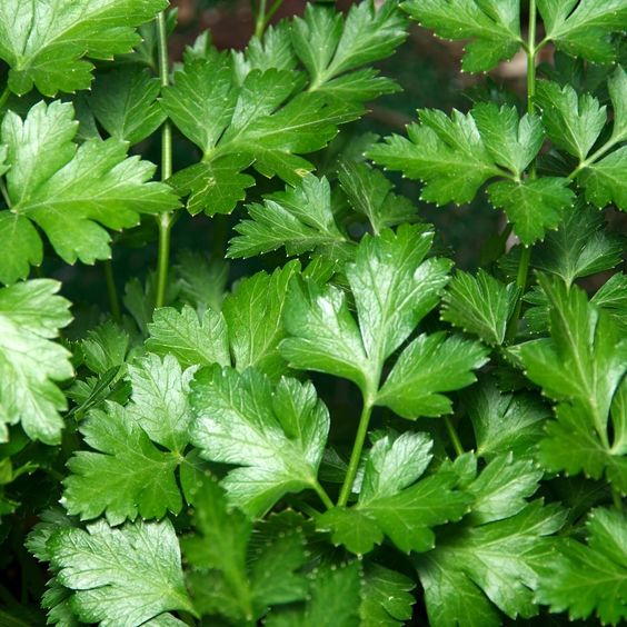 PRODUCT- PARSLEY.jpg