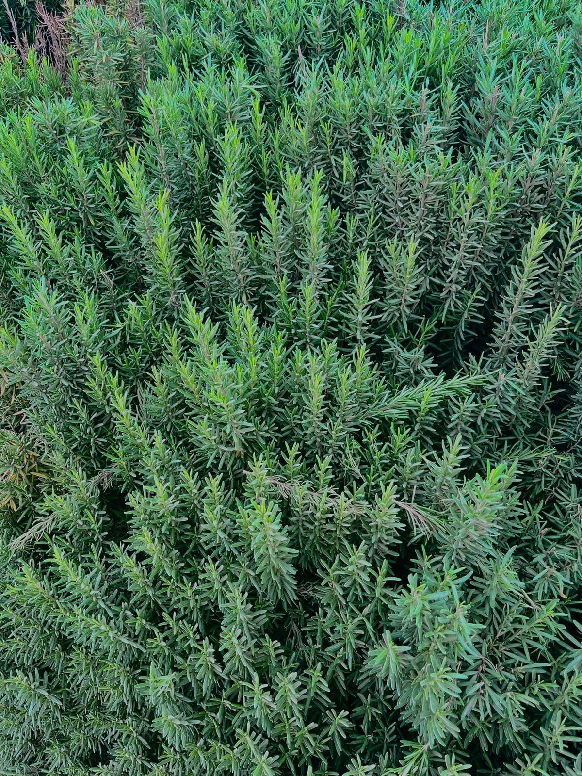 PRODUCT- ROZMARY.jpg